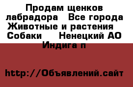 Продам щенков лабрадора - Все города Животные и растения » Собаки   . Ненецкий АО,Индига п.